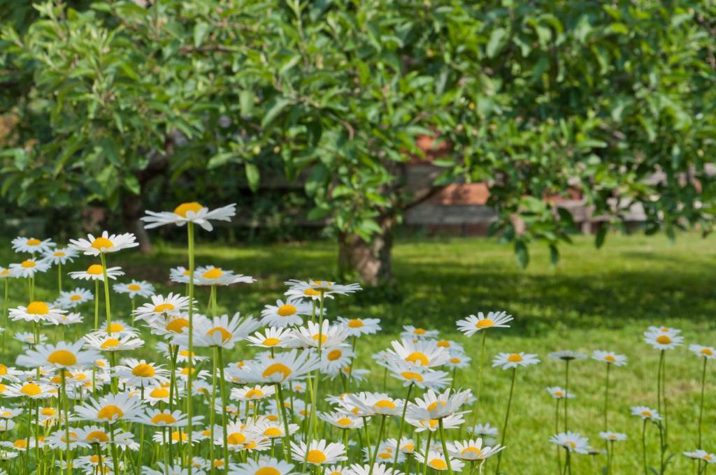 Haus Christl Bed & Breakfast Lana Dış mekan fotoğraf